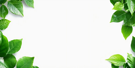 Fototapeta premium Corners with green leaves : Natural Green Leaf Corners for Frames, Borders, and Eco Designs