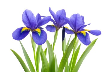 Iris Flower Isolated on White Background.