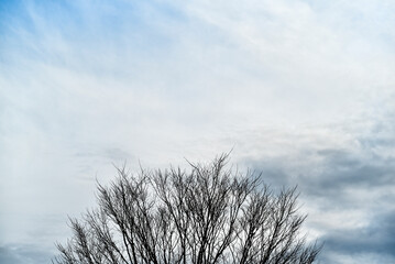 A tree with no leaves is in the middle of a cloudy sky