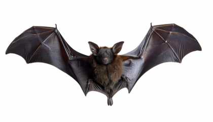 Flying Bat Dark Night Wildlife Mammal Nocturnal Creature Animal Nature Wingspan Furry Cute Black