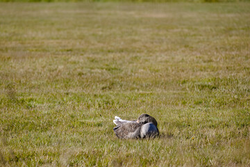 Fototapeta premium A duck is laying in the grass