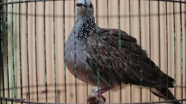Cape turtle (ring neck) Asian pigeon (Streptopelia capicola) in cage, eye level view.