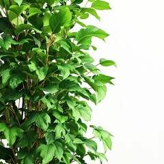 Obraz premium Antioxidant-rich wild betel leafbush for diabetes management, antioxidant-rich, green, health