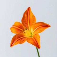 Fototapeta premium orange lily isolated on white