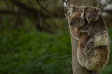 A baby australian koala (Phascularctos cinereous) being carried by its mother. In the wild.