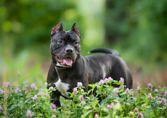 Pit bull black on the street in the summer posing against the backdrop of a green park