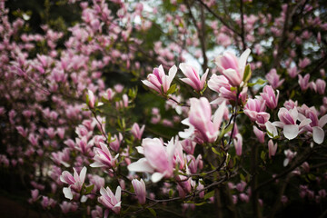 Obraz premium Magnolia blossom spring garden. Beautiful flowers, spring background pink flowers