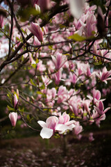 Magnolia blossom spring garden. Beautiful flowers, spring background pink flowers