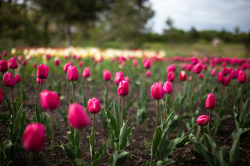 Fototapeta premium Field of blooming pink tulips.