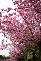 Spring pink sakura bloom branches, wide shot. Cherry Blossoming Cherry Tree In Full Bloom