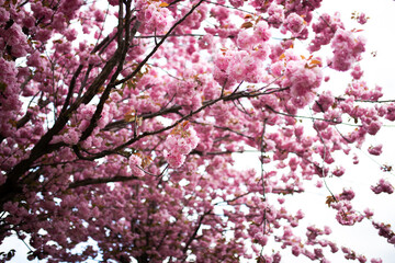 Obraz premium Spring pink sakura bloom branches, wide shot. Cherry Blossoming Cherry Tree In Full Bloom