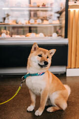 sit down, dog food, best friends, akita - dog, restaurant, table, food, dog cafe, cafe, cheerful, posing, street, asia, orange, photo, japan, shibainu, akita, friendly, doggy, japanese dog, walk, pedi