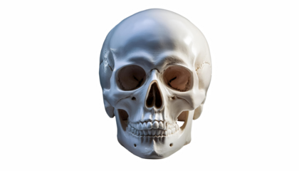 Human Skull Anatomy Model Medical Study Forensic Science Halloween
