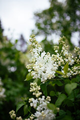 Close up of white syringa