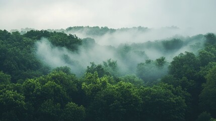 Misty forest wallpaper ideal for computer and mobile, creating a serene atmosphere with layers of mist enveloping the lush greenery. Perfect misty forest image with ample copy space.