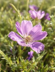 Obraz premium Close-up of a delicate purple wild flower in a field, beauty, natural, close-up, delicate