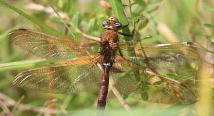 Braune Mosaikjungfer - Brown Hawker
