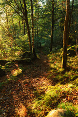 Tranquil Forest Path with Sunlight Streaming Through the Trees