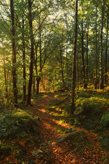 Tranquil Forest Path with Sunlight Streaming Through the Trees