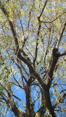 Fototapeta premium 日本のしだれ柳・Japanese weeping willow・일본의 수양 버드 나무