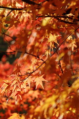 日本の秋の紅葉