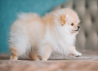Fototapeta premium beautiful cute fluffy cream light little spitz puppies on the sofa on a blue and beige background