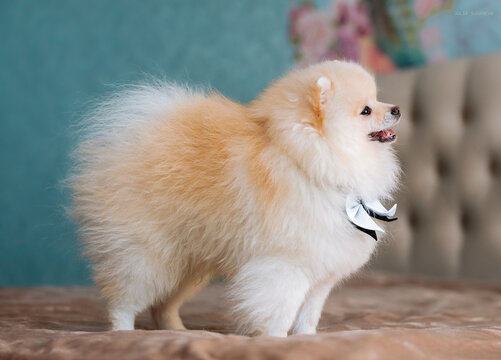 beautiful fluffy cream spitz male wearing a bow tie