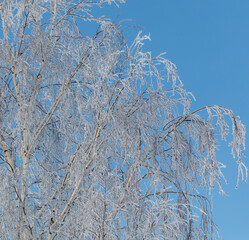 A tree with a lot of snow on it is in front of a blue sky