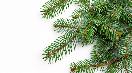 Christmas tree branch on white background