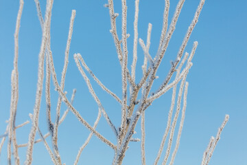A tree with a lot of snow on it is in front of a blue sky