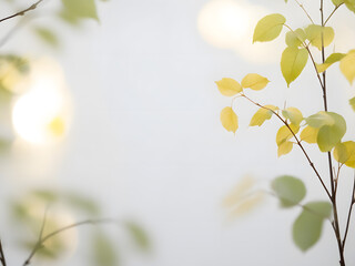 Obraz premium minimal leaf background natural light 