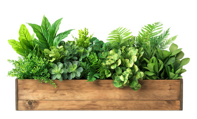 wooden garden planter box with green tropical plants, garden bed filled by fresh plants. cutout