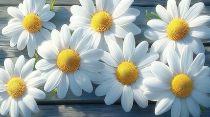Obraz premium Vibrant white daisies blooming on weathered wood nature photography rustic garden close-up view floral beauty