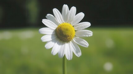 Fototapeta premium Delicate daisy blooming in nature's embrace outdoor floral photography tranquil landscape viewpoint