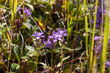 Flora of Chukotka: blooming Eared dwarf gentian (Gentianella auriculata), Beringia National Park, Chukotka, Russian Far East