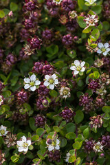 Flora of Chukotka: blooming Wilhelmsia physodes (Merckia physodes). Wilhelmsia is a monotypic genus of plants in the family Caryophyllaceae. Beringia National Park, Chukotka, Russian Far East