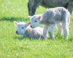 Obraz premium Baby lambs playing on green grass. Springtime in Auckland.