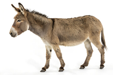 Fototapeta premium Donkey.