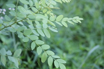 Obraz premium Image of acacia trees in bloom along the Daecheongcheon Stream trail