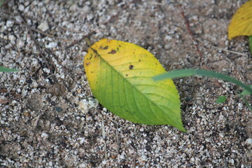 Image of fallen leaves on the Daecheongcheon walking trail
