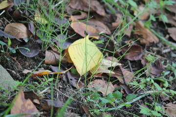 Image of fallen leaves on the Daecheongcheon walking trail
