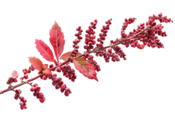 Bright red sumac branch showcasing vibrant berries and colorful autumn leaves during a sunny day in the outdoors