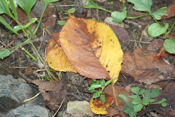 Image of fallen leaves on the Daecheongcheon walking trail
