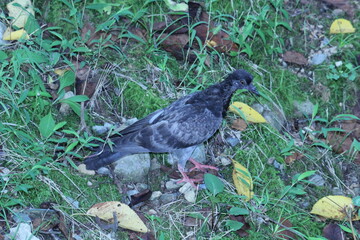 Image of pigeons searching for food on the Daecheongcheon trail
