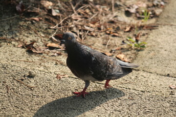 Image of pigeons searching for food on the Daecheongcheon trail
