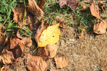 Image of fallen leaves on the Daecheongcheon walking trail
