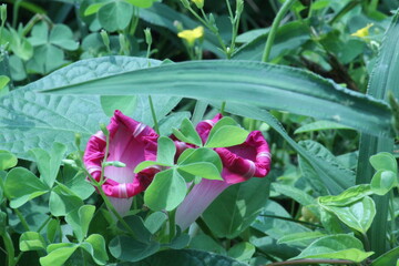 Image of round-leafed trumpet flowers blooming along the Daecheongcheon Stream trail