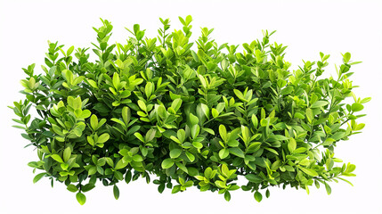 Obraz premium A cutout bush with green foliage, isolated on a white background. Ideal for garden design or landscaping. High-quality clipping mask.