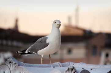 Obraz premium Graceful Seagull Portrait A Bird's Serenity