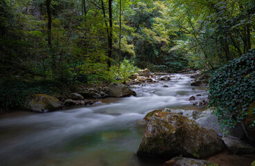 Obraz premium mountain river in the forest